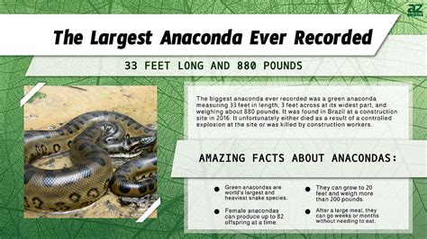 The Largest Anaconda Was Longer Than 2 Giraffes — 3 Reasons It Grew So