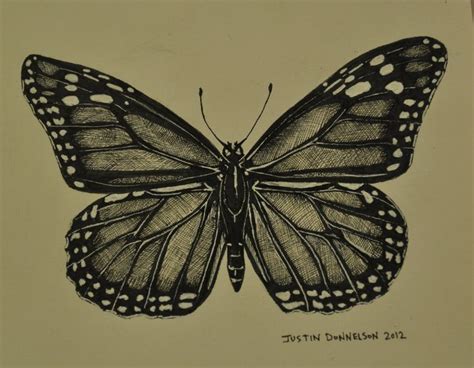 Black and white butterfly images cartoon. Pen and Ink drawing of a butterfly | Ink pen drawings, Ink ...