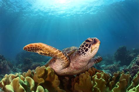 Turtle Hd Hd Animals 4k Wallpapers Images Backgrounds Photos And