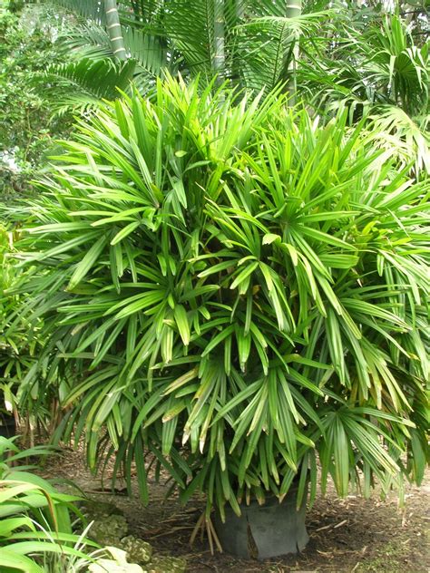 Rhe Rhapis Excelsa Lady Palm Tropical Garden Plants Beautiful Gardens