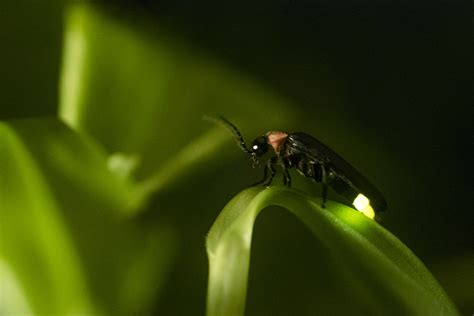 Glowing Bugs That Arent Fireflies