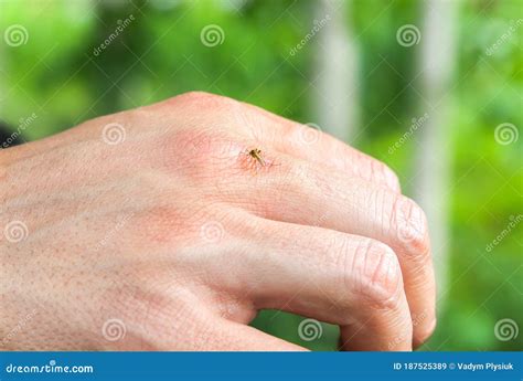 Mosquito Sitting On The Hand Insects Bite In The Summer Dangerous