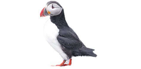 Puffin Transparent Png Png Mart