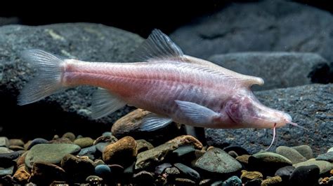 Unicorn Like Blind Fish Discovered In Dark Waters Deep In Chinese Cave