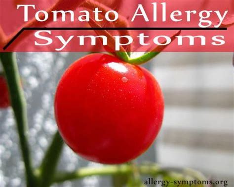 Common Food Allergy Effectively Managing Food Allergies Tomato