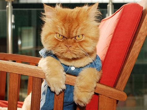 Hilarious Photos Of Cats With Very Angry Faces Daily Mail Online