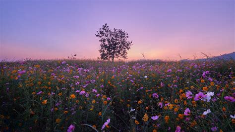 Field With Yellow And Purple Flowers Under Purple Sky Hd Flowers