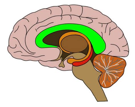 Corpus callosum - definition — Neuroscientifically Challenged