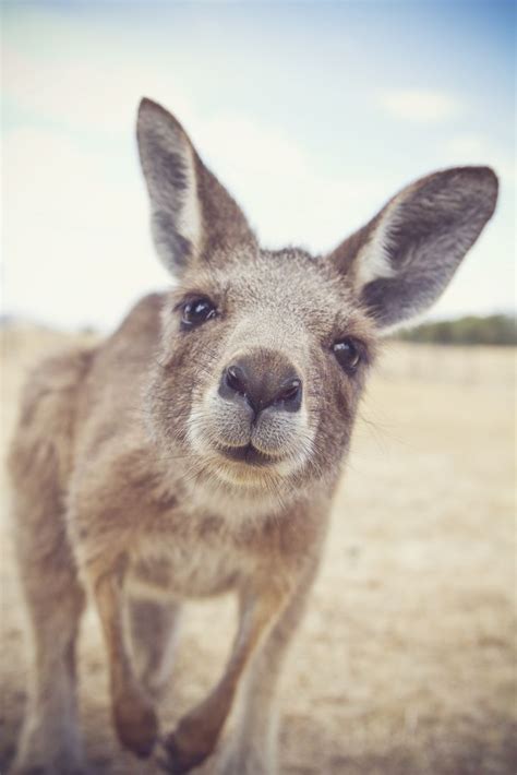 Kangaroo Checking Out The Camera Cute Animals Animals Friends Animals