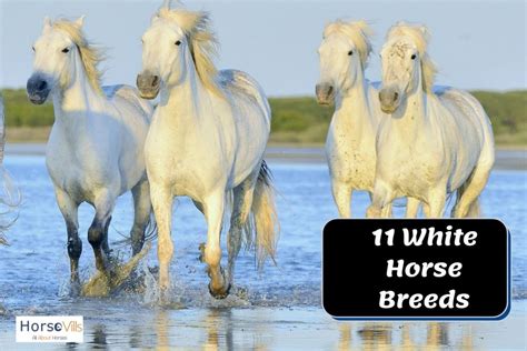 11 Beautiful White Horse Breeds History And Characteristics