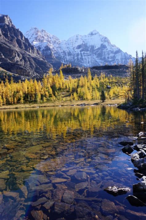 Brilliant Autumn Beauty Five Hikes To See Larch Trees In The Rockies