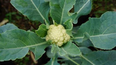 19 Common Cauliflower Plant Problems How To Fix Them Solutions And