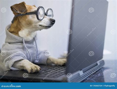 Using Computer Laptop Pet Wearing Glasses And Hoodie Stock Photo