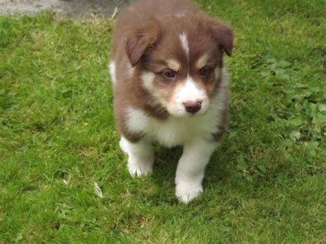 Find red border collie puppies and dogs from a breeder near you. Red/White and Tri fluffy Border Collie puppies | Llanwrda, Carmarthenshire | Pets4Homes