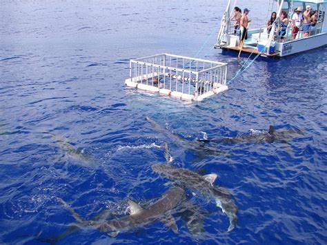You will leave haleiwa small boat harbor and travel all this, and a breathtaking view on oahus north shore are part of the tour. North Shore Shark Adventures - 231 Photos - Tours ...