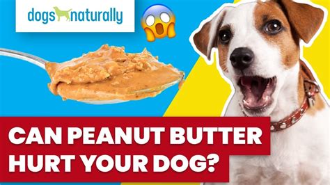 Does Peanut Butter Hurt Dogs