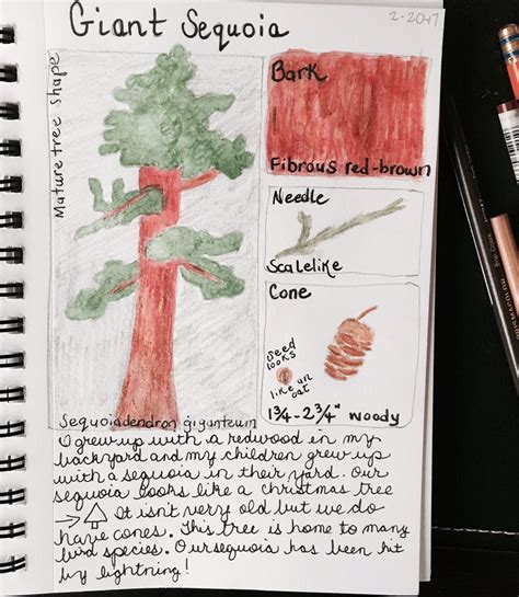 A high level of organization and attention to detail are second nature to me, and i'm. Nature Journal Examples - February Pages
