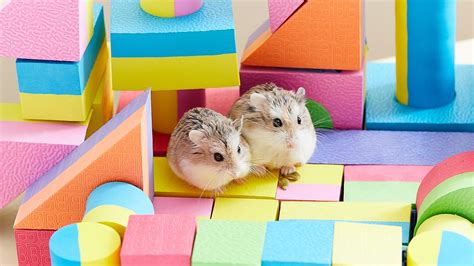 How To Care For A Hamster A Complete Guide