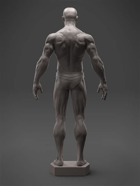 Hecs Portfolio Male Anatomy Sculpt 3d Asset