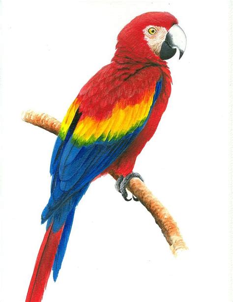 Scarlet Macaw Birds In 2019 Parrot Painting Parrot Drawing Bird