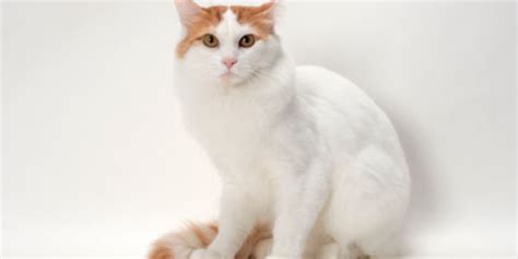 Turkish Van Cat Breed History And Some Interesting Facts