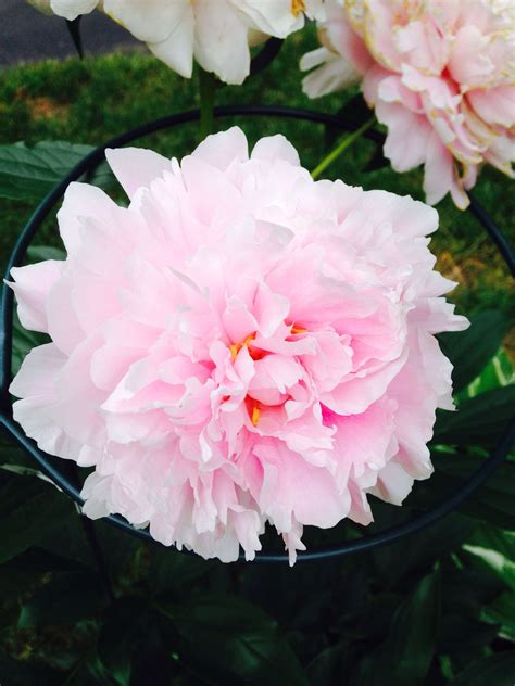 There was a part where mr wilson was like where are the gd garden lamps? from like 8 yrs old to my early twenties i thought gd was a special brand of. My peony from home garden, wish it could last forever ...