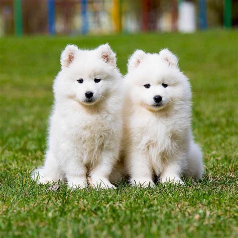 How Much Does It Cost To Own A Samoyed