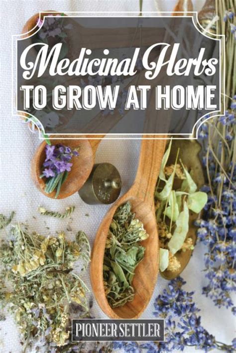 Top Medicinal Herbs To Grow At Home — Info You Should Know