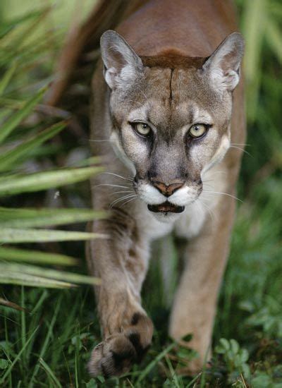 Big Cat Pictures Felidae Big Cats Animals Mountain Lion
