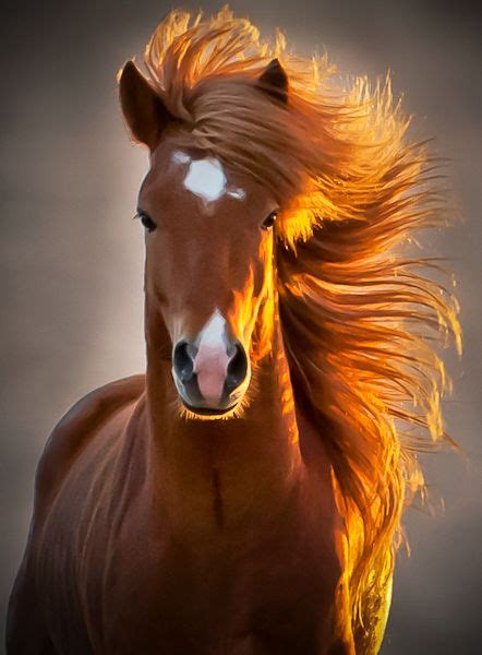 Banco De Imágenes Gratis 35 Fotos De Caballos Para Fondos De Celulares