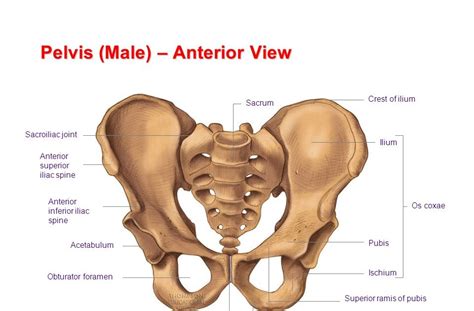 34 Label The Bones Of The Pelvis Posterior View Labels Design Ideas 2020