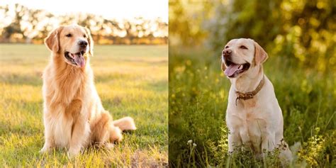 Golden Retriever Vs Labrador 10 Differences You Should Know All