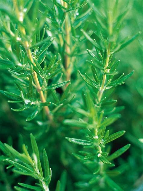 Maybe you would like to learn more about one of these? Choosing Fragrant Flowers and Plants | Growing herbs ...