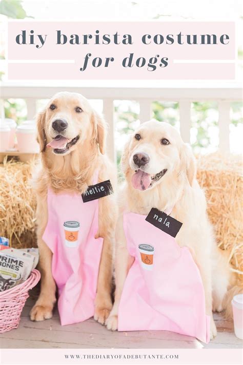 How Adorable Are These Golden Retrievers In Their Little Pink Barista