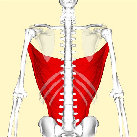 Filelatissimus Dorsi Muscle Frontal3png Wikimedia Commons