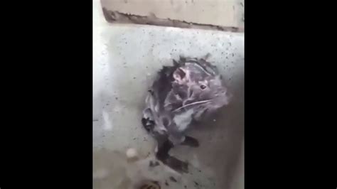 A Rat Having A Shower Like Human This Is Very Funny Youtube