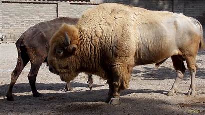 Bison Bisons Buffalo