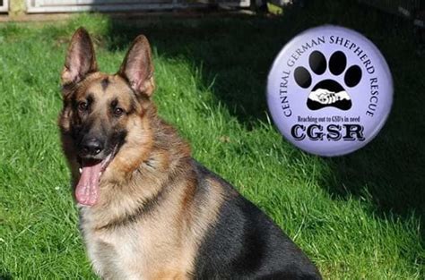 Jack 6 Year Old Male German Shepherd Dog Available For Adoption