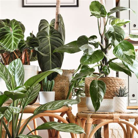 17 Amazingly Exotic Indoor Tropical Plants Plant Parent Lab