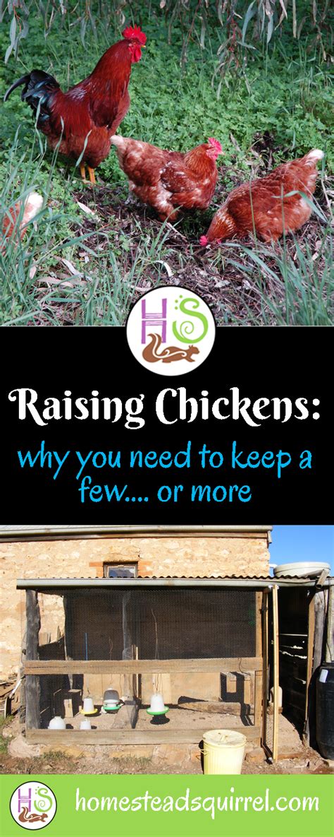 The Benefits Of Keeping Chickens Homestead Squirrel