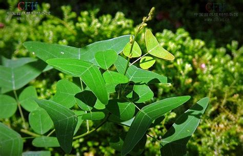 Ulat bulu berwarna hijau dan cantik. Fuziah Sulaiman blog: Terapi Kanser : Pokok Rerama ...