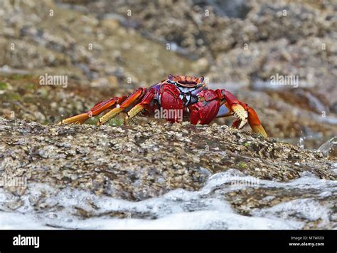 Atlantic Rock Crab Grapsus Adscensionis Adult On Rock Desertas