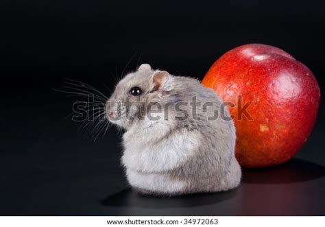 Female Jungar Hamster Peach On Black Stock Photo 34972063 Shutterstock