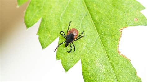 Preventing Tick Bites And Lyme Disease Expert Advice From Jesse