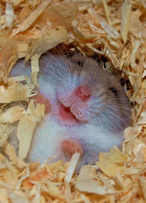 20 Ideas Ebook Hamsters Gatos Fotografia
