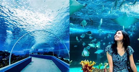 Cebu Ocean Park Cebu Tourist Spot Theme Park In Cebu