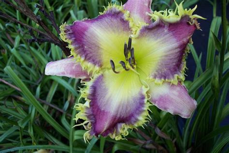 Photo Of The Bloom Of Daylily Hemerocallis Eyelash Viper Posted By