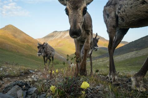 Porcupine Caribou Must Be Protected From Threat Of Drilling In Arctic