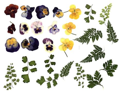 Search the world's information, including webpages, images, videos and more. Fiori secchi pressati - Fiori secchi - Come usare i fiori ...