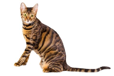 Tigerlily is a beautiful 2.5 year old toyger female who has now been neutered and looking for her forever pet home. Amazing Facts About the Highly Energetic Toyger Cat - Cat Appy